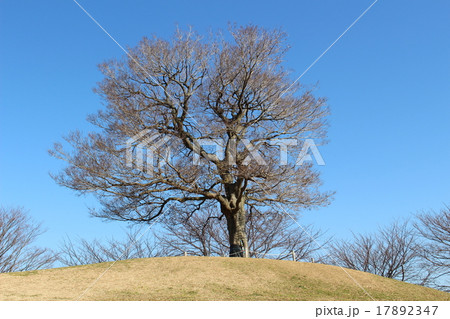 快晴の横浜の郊外風景　人気デュオゆずの木 17892347