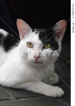 見上げる猫・野良猫 見上げる猫・野良猫 17892542