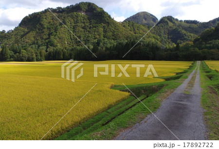 小国町の美田・収穫期 17892722