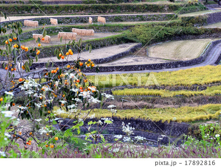 井仁の棚田 井仁の棚田 17892816