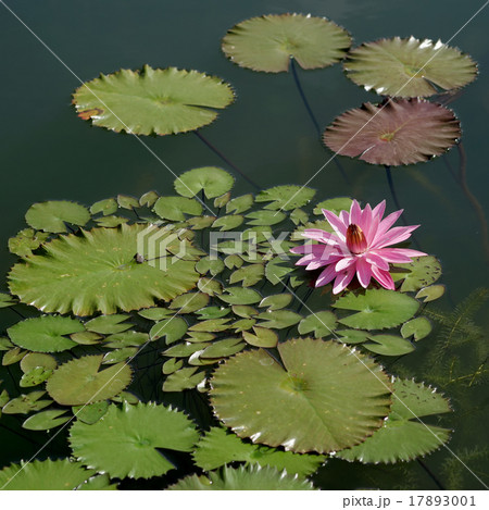 beautiful lotus flower in pond 17893001