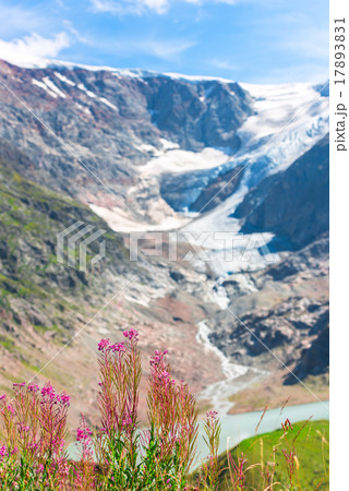 Swiss Apls with wild pink flowers Swiss Apls with wild pink flowers 17893831