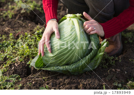 Cabbage harvest 17893949