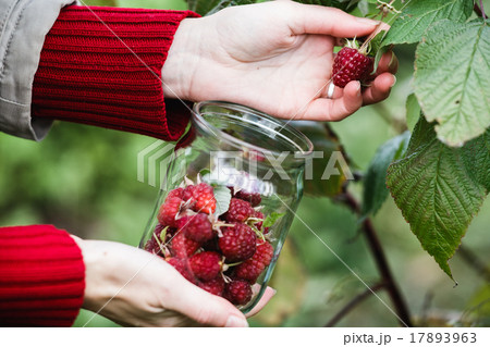 Raspberry picking 17893963