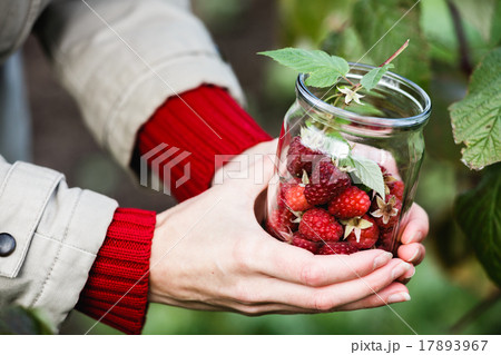 Raspberry picking 17893967
