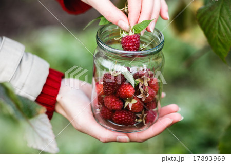 Raspberry picking 17893969
