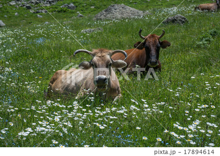 Cows on meadow 17894614