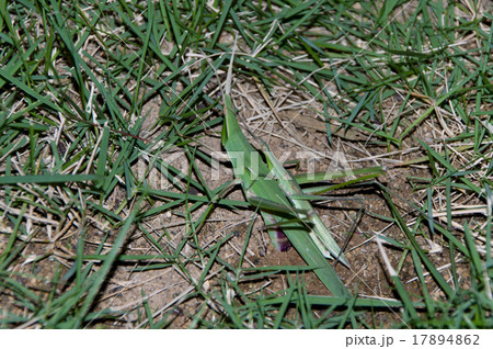 オンブバッタ 17894862