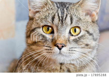 Cat portrait with yellow eyes Cat portrait with yellow eyes 17895288