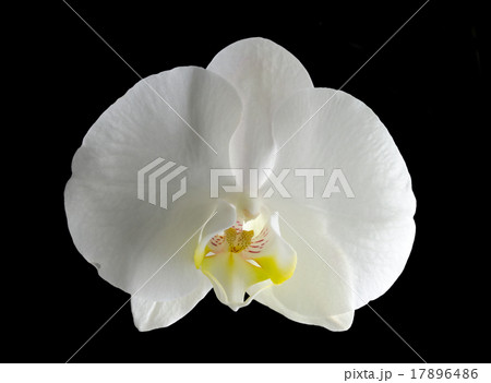 White orchid flower White orchid flower 17896486