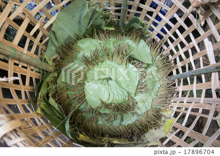 ASIA MYANMAR YANGON MARKET BETEL LEAFES 17896704