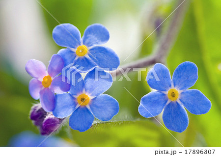 Forget me not Forget me not 17896807