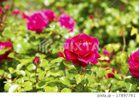 バラ園（レッド レオナルド ダ ヴィンチ） 17897761