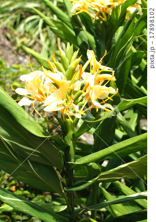 ジンジャー ジンジャー 17898102