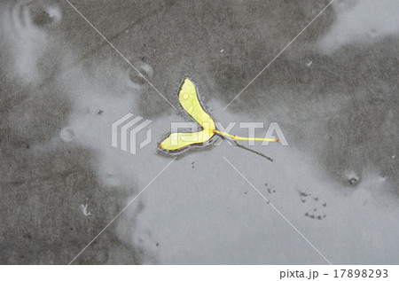 雨の日の路面のイタヤカエデの実（初夏～秋） 17898293