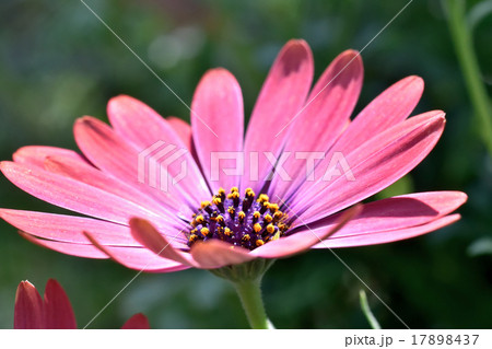 オステオスペルマム 17898437