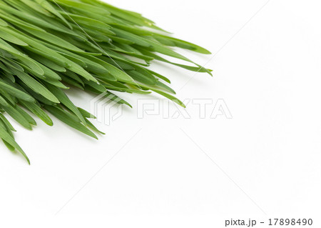 ウィートグラス 17898490