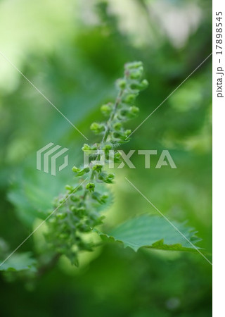 青じそ 17898545