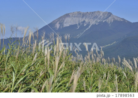 すすき(三平山登山コース) すすき(三平山登山コース) 17898563