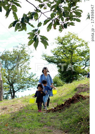 栗狩りをする親子 17898647