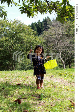 栗狩りをする女の子 栗狩りをする女の子 17898661