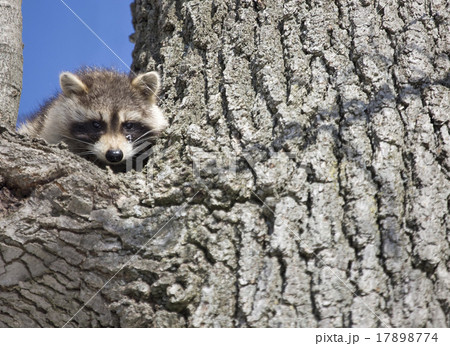 Racoon in Winter Racoon in Winter 17898774