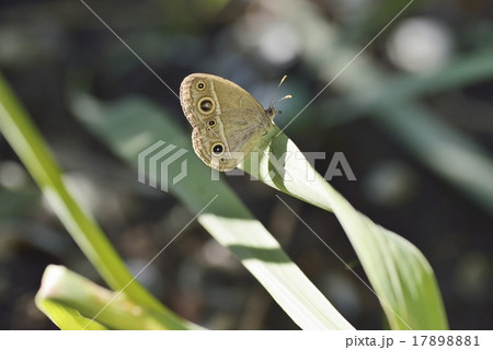 ヒメジャノメ 17898881