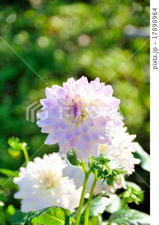 秋の日差しとダリアの花のクローズアップ 17898964