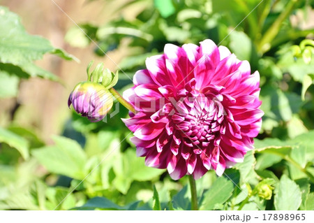 秋の日差しとダリアの花のクローズアップ 17898965