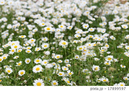 daisy flower meadow daisy flower meadow 17899597