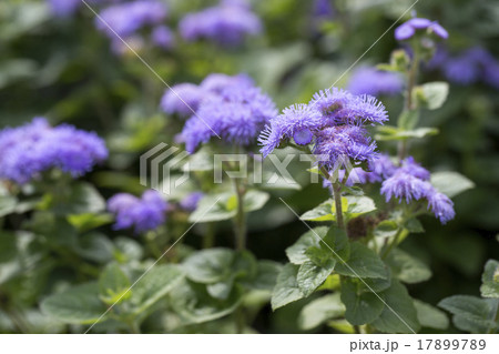 カッコウアザミ 17899789