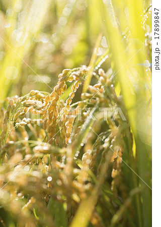 稲穂 稲穂 17899847