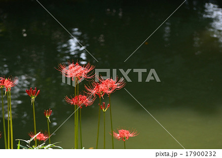 小石川後楽園の彼岸花 小石川後楽園の彼岸花 17900232