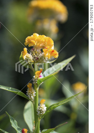 ケイトウの花 17900763