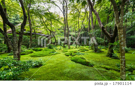 京都 祇王寺 庭園 京都 祇王寺 庭園 17901114