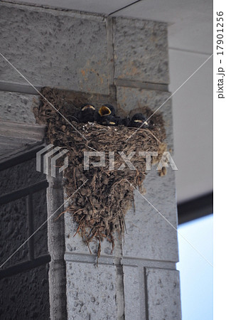 つばめの巣 つばめの巣 17901256