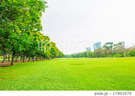 Beautiful green park and meadow Beautiful green park and meadow 17902070