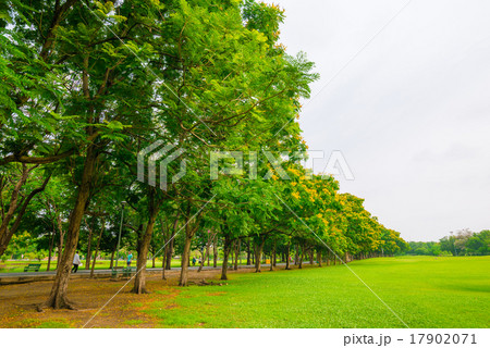Green public park outdoor with tree and  sky 17902071