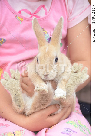 女の子に抱っこされているウサギの写真素材