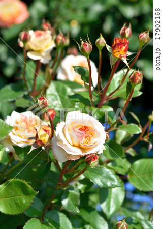 薔薇 17902168