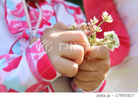 白詰草の花を握る女の子の手の写真素材