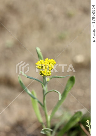 ハハコグサ 17903954