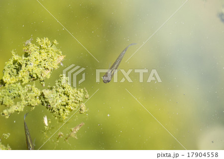 池のメダカ 池のメダカ 17904558