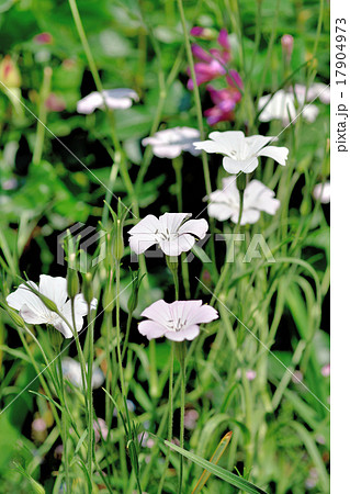 アグアグロステンマ 17904973