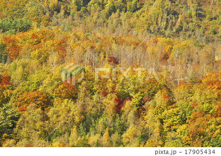 乗鞍高原の秋景色 乗鞍高原の秋景色 17905434