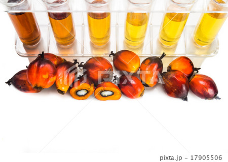 Oil palm biofuel biodiesel with test tubes Oil palm biofuel biodiesel with test tubes 17905506