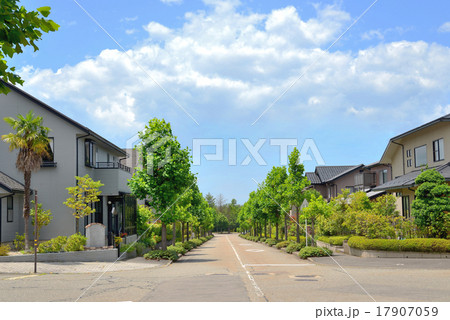 みどりの並木道と住宅街　 17907059