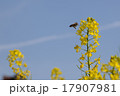 菜の花　ミツバチ 17907981