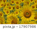 夏のひまわり畑 17907986