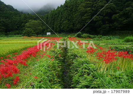 里山の彼岸花 里山の彼岸花 17907989